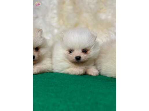 AYICIK GİBİ POMERANİAN BOO BEBEKLER