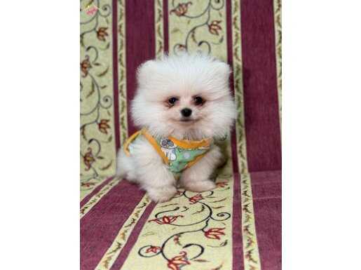 SÜT BEYAZ LEKESİZ AYICIK MİNİ POMERANİAN BOO