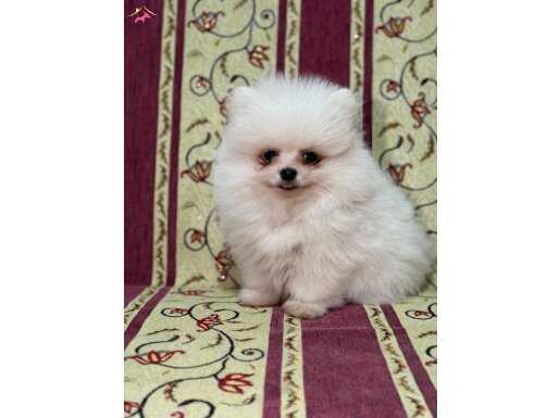 LEKESİZ BEYAZ AYICIK POMERANİAN BOO