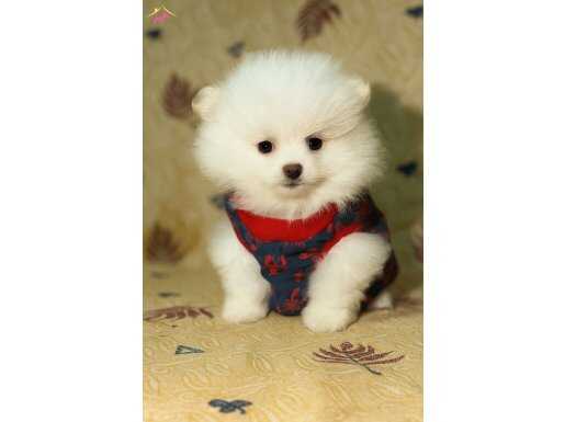 SAFKAN TEACUP POMERANİAN BOO YAVRU