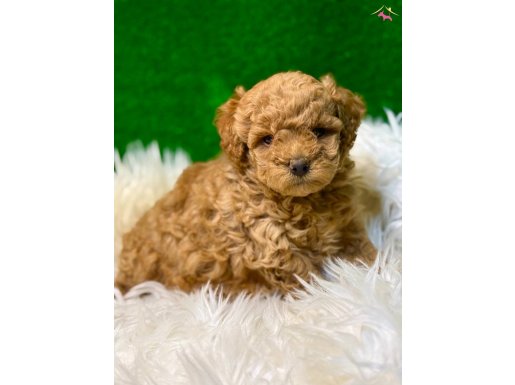 Toy poodle bebekler