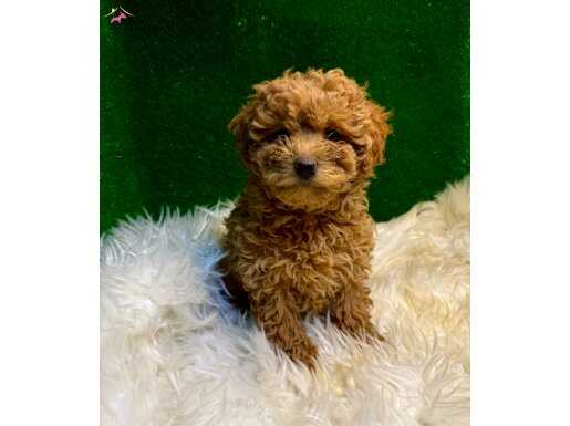 Dünya Tatlısı Toy Poodle Bebekler