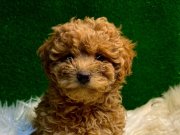 Dünya Tatlısı Toy Poodle Bebekler
