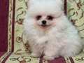 LEKESİZ BEYAZ AYICIK POMERANİAN BOO