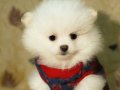 SAFKAN TEACUP POMERANİAN BOO YAVRU