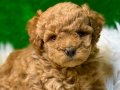 Toy poodle bebekler