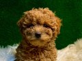 Dünya Tatlısı Toy Poodle Bebekler
