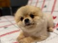 Yetişkin Ayı Surat Teacup Pomeranian Boo