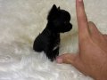 TEACUP MİCRO BOY ELMAKAFA ŞİVAVA BEBEKLER
