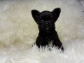 TEACUP MİCRO BOY ELMAKAFA ŞİVAVA BEBEKLER