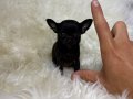 TEACUP MİCRO BOY ELMAKAFA ŞİVAVA BEBEKLER