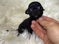 TEACUP MİCRO BOY ELMAKAFA ŞİVAVA BEBEKLER