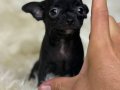 TEACUP MİCRO BOY ELMAKAFA ŞİVAVA BEBEKLER