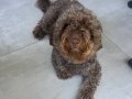 3 Yaşında Eğitimli Dark Brown Poodle 