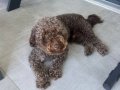 3 Yaşında Eğitimli Dark Brown Poodle 