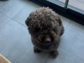 3 Yaşında Eğitimli Dark Brown Poodle 