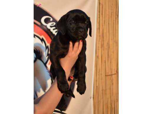 Siyah & Blue Cene Corsa SCR BELGELİ 