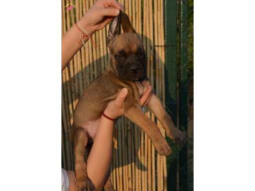 SCR BELGELİ CANE CORSO YAVRULARINIZ 