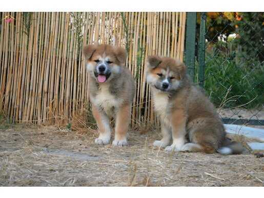 A Scr Belgeli Japon Akita inu Yavrularımız 