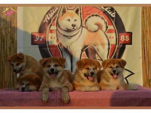 A scr belgeli Akita inu