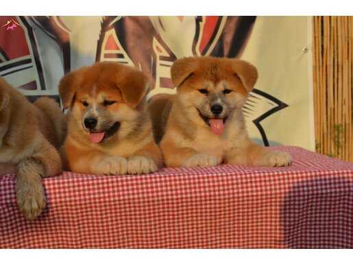 Efsane Japon Akita inu yavrular 