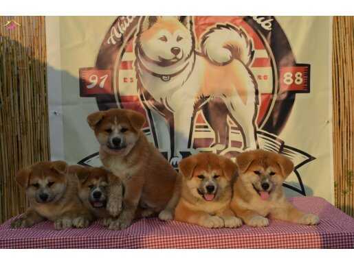 Japon Akita inu kızıl renk 