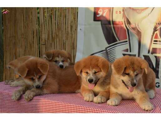 Haçiko bebekler safkan akita inu 