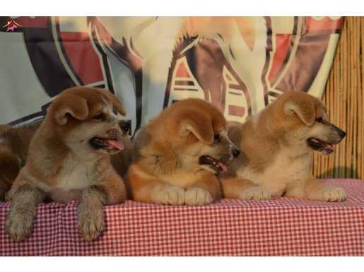 Irk GARANTİLİ Scr belgeli japon akita inu