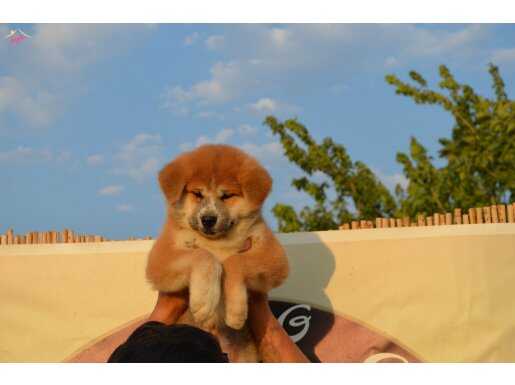 Dev A scr belgeli Japon Akita inu Yavrularımız 