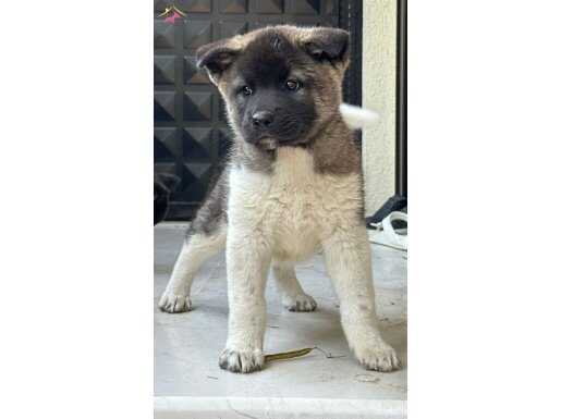 Amerikan Akita Asaletin ve Sadakatin Simgesi