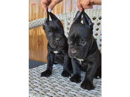  SCR BELGELİ FİT CANE CORSO 