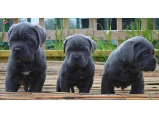 Cane Corso Fit Yavrularımız Scr belgeli 