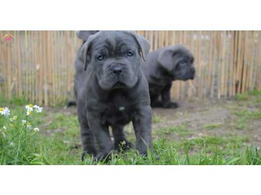 Fit Cane Corso Scr belgeli 
