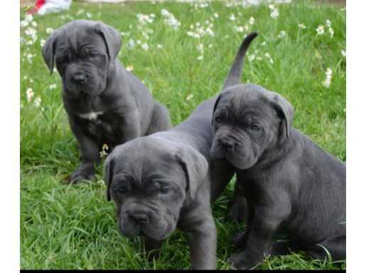  DEV CANE CORSO YAVRULARIMIZ