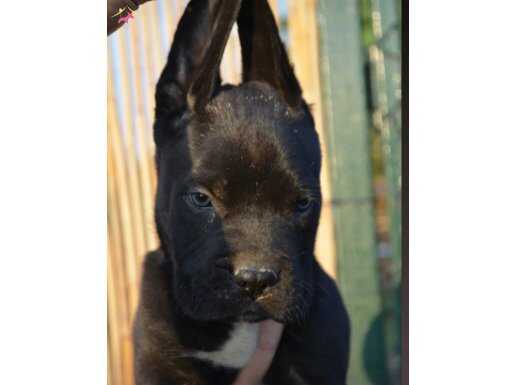 CANE CORSO YAVRULARIMIZ 