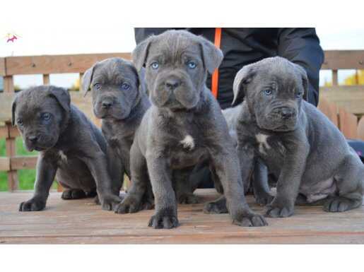 SCR BELGELİ CANE CORSO 