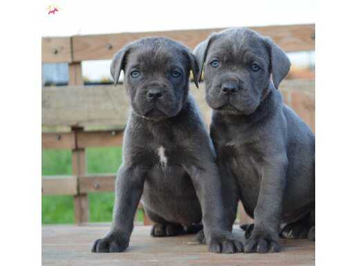 CANE CORSO SCR BELGELİ FİT YAVRULAR 