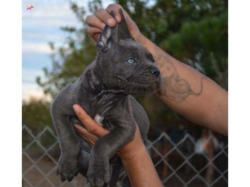 Blue Cane corso yavrularımız scr belgeli