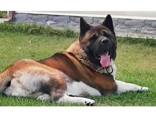 KİF A SCR BELGELİ YETİŞKİNLER 