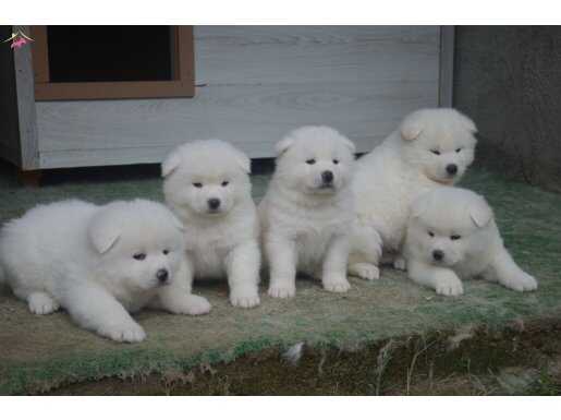 KAR BEYAZ AKİTA İNU YAVRULARIMIZ 