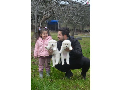 SCR BELGELİ AKİTA İNU 