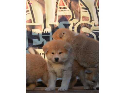  SCR BELGELİ AKİTA İNU YAVRULARIMIZ