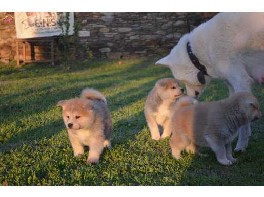 Japon Akita yavrular 