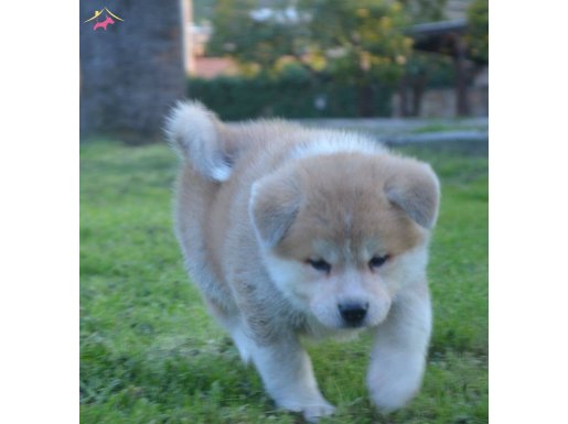 Şampiyon Dedenin Torunları Scr Belgeli 