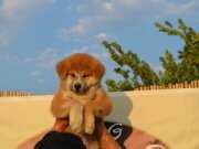 Dev A scr belgeli Japon Akita inu Yavrularımız 