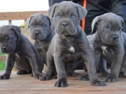SCR BELGELİ CANE CORSO 