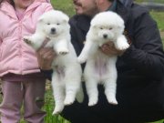 SCR BELGELİ AKİTA İNU 