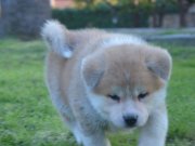 Şampiyon Dedenin Torunları Scr Belgeli 