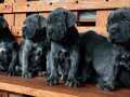 Efsane  Blue & Siyah Cane Corso Yavrularımız Scr Belgeli