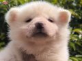 Kar beyaz ve kızıl Japon Akita inu Yavrularımız 